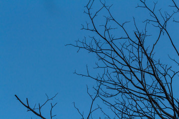 Dry tree on a sky background at Bangkok Thailand.