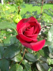 Red Rose on the Branch