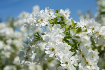 White flowers of Pearl bush