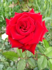 Red Rose