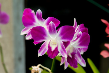 Fototapeta na wymiar Close up beautiful Blooming flower Thailand in the garden.