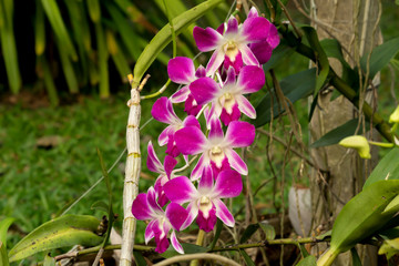 Close up beautiful Blooming flower Thailand in the garden.