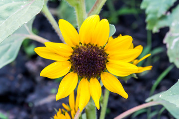 Close up beautiful Blooming flower Thailand in the garden.