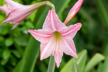 Close up beautiful Blooming flower Thailand in the garden.