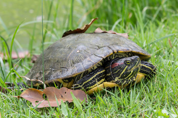 Turtle closeup image.