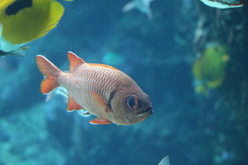 Naklejka premium ryba