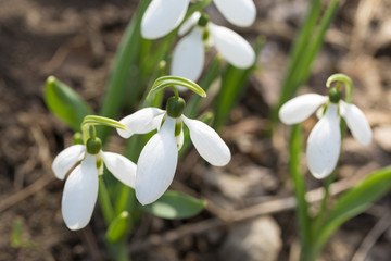 Fototapeta premium Snowdrop spring flowers in macro shot. The first signs of spring awakening.