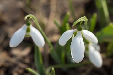 Snowdrop spring  flowers in macro shot. The first signs of spring awakening.