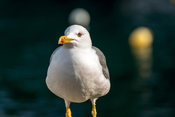 Seagull on a dark background - Front view