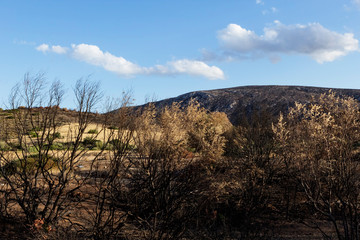 Dry and burnt trees in water-less rural area.