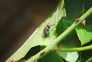 Mouche