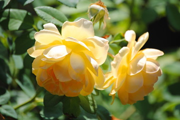 Fototapeta premium Roses jaunes