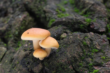 Winter yellow edible mushroom Flammulina velutipes on the tree. Also known as Enokitake or Enoki in the Japan.