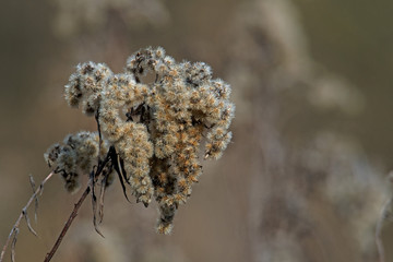 Plants at the river Danube in Slovakia. Somewhere in floodplain forests.