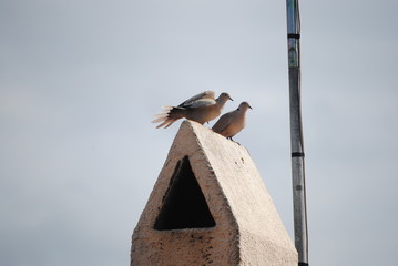 Tourterelles © Laure Cabot