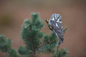 Boreal owl sitting on pine tree