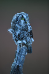 Boreal owl sitting on perch