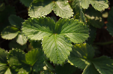 Strawberry plant and dew