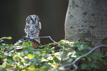 Boreal owl sitting on beech brnach