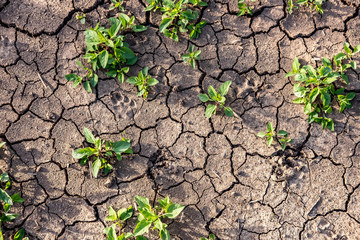 Risse im Ackerboden Anzeichen für Klimawandel