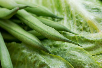 Fresh Raw Organic French Green Beans (Haricot Verts) and Romaine Lettuce leaves like a background.