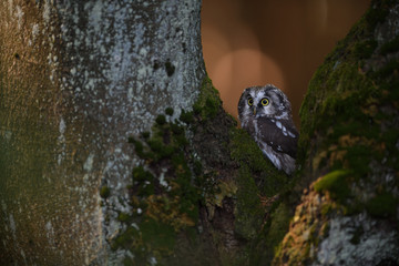 Boreal owl sitting on tree