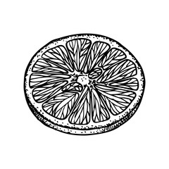 Fruit illustration with Orange slice in engraving stile. Sweet and fresh fruit element for menu, greeting cards, wrapping paper, cosmetics packaging, labels, tags, posters etc