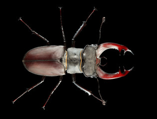 Stage Beetle on black