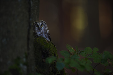 Boreal owl sitting on stump