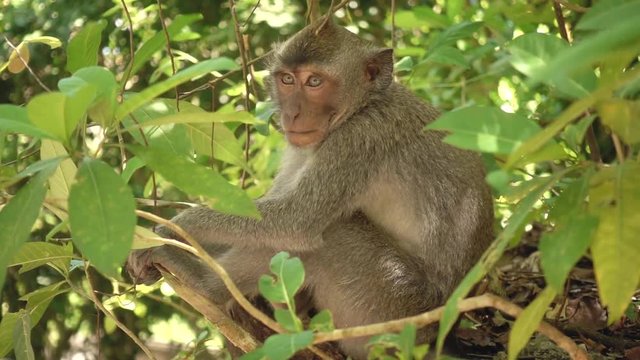 SLOW MOTION ANIMALS. Adult monkey scratching behind it's ear sitting on a tree branch in Bali, Indonesia. Tourism, travel, wildlife concept