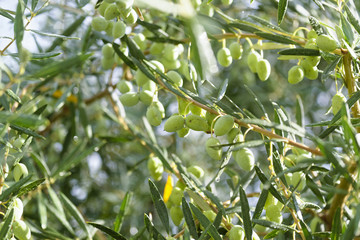 The olive tree