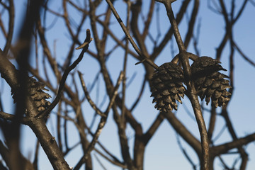 Burnt stone pine tree and pine cones against blue sky.