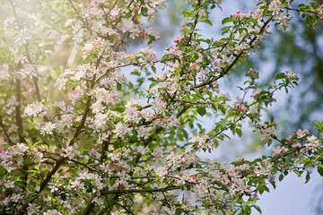 Apple tree flowers on blue sky