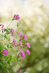 Selective focus of beautiful pink roses in garden