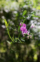 Violet Sweet Pea (Lathyrus odomtus)
