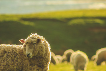 sheep on a green field at Slope Point during sunset, South Island, New Zealand