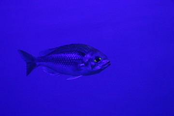Naklejka premium 魚