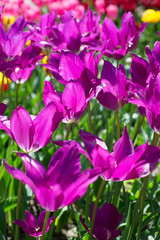 Tulip, Tulipa 'Purple Dream'