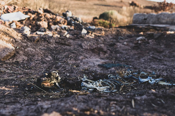 Side view of animal skeleton on dry earth.