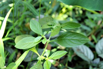 Green Leafs for Texture