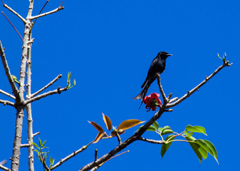 Black Drongo on the branch