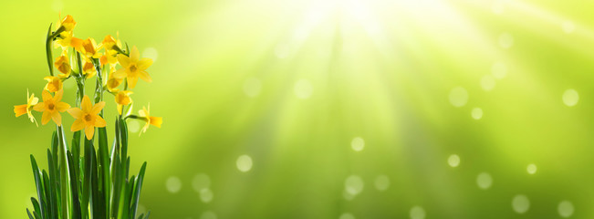 Obraz premium osterglocken panorama abstrakter hintergrund
