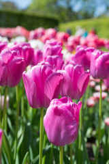 Field of Tulips, Tulipa 'Purple Pride'