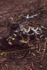 Side view of animal skeleton on dry earth.