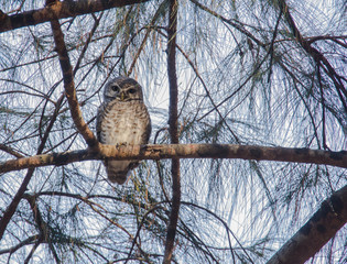 spotted owl in nature