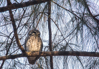 spotted owl in nature