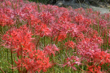 彼岸花、曼殊沙華