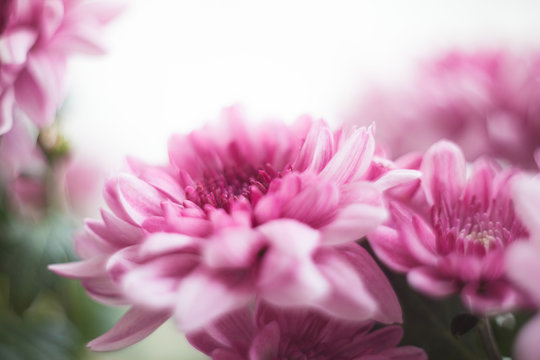 chrysanthemum pink photo