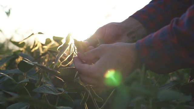 Green leaves of soy bean in hand. Slow motion