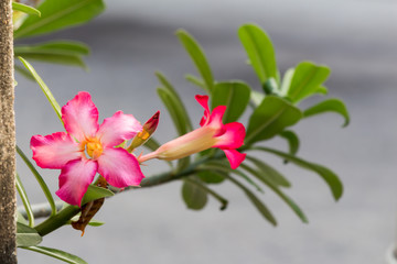 Naklejka na ściany i meble Beautiful Blooming Flower Thailand in the garden.